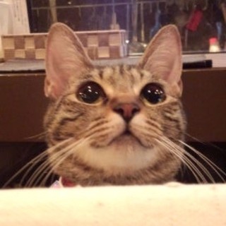 看板猫のチャーリーがお出迎え