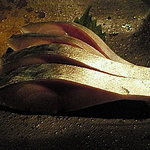 京ばし松輪 - 松輪のサバ刺身