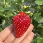 姫路ハートフル観光農園 - 