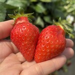 姫路ハートフル観光農園 - 