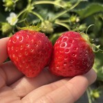 姫路ハートフル観光農園 - 