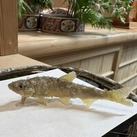 天婦羅 桂 いし坂 - 天竜川の稚鮎の天ぷら　まるで生きてる感じ！