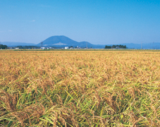 ずんだ茶寮 仙台駅ずんだ小径店 | 宮城県仙台の和菓子