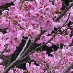 ろばたやき山ろく - 山間にあるから綺麗な桜も咲いてましたね◎