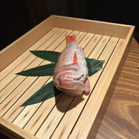 のどぐろ専門 銀座中俣 極 - 
