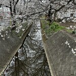 土家 - 桜が見頃でした♪