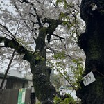 楽観 - 桜