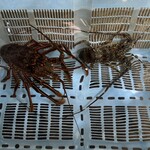 鵜戸民宿 ドライブイン - 通常の2〜3倍はあろう。巨大な伊勢海老が…