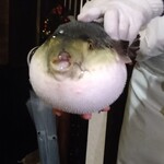 ふぐ御料理處 でん - 