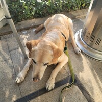 フィオレンティーナ - 