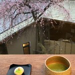 遊季の里 - 開花したばかりの枝垂れ桜