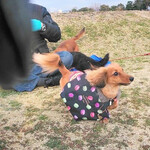 戦国焼鳥 家康 天神北店 - 