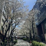 Renge no Gotoku - 桜坂は少し散り気味