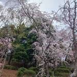 蕎千花 - 百本しだれ