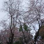 蕎千花 - お花見広場