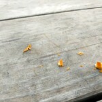 1954 Fukuoka - にいやんをおびき寄せる為の罠(笑)