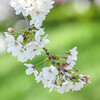 森田家 - 權現堂堤（ごんげんだうづゝみ）の"櫻花（さくら）"