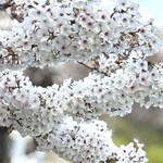 笠置そば - 満開