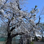 辰巳軒 - 石神井公園の桜