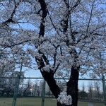 辰巳軒 - ほぼ満開でした