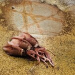 鮨 奥 - 蒸しホタルイカ（富山）