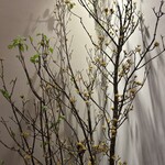 イル アオヤマ - 