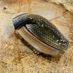 鮨 奥 - コハダ（天草）