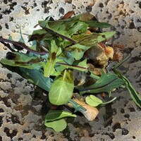 RISTORANTE E'VOLTA Unico Polo - 