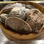 ひもり  - 貝たち