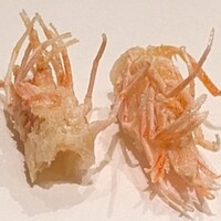 天ぷら 大坂屋 草哲 - 海老の頭