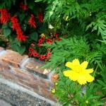 アマリエンボーン - 2014年7月