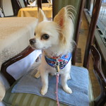 CARO FORESTA軽井沢ジャルディーノ - ワンコ連れが基本のホテルです