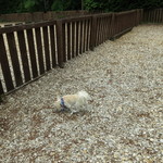 CARO FORESTA軽井沢ジャルディーノ - ドッグラン