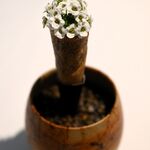 ラ・ヴァガボンド - アリッサム