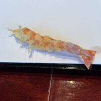 お座敷天婦羅 天政 丸ビル店 - 