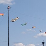 ZakkaCafe Rose House - 近くには鯉のぼりも泳いでいます