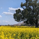 ZakkaCafe Rose House - 権現堂の菜の花