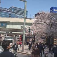 和牛熟成牛とシチリアワイン せいとう 本店 - ちょうど見頃ですね