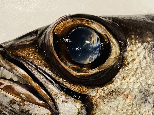 Sake Ariki Sakana Yoichi photo 2