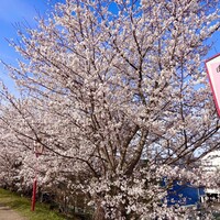ルサンク  - 食後に宮川堤へ…満開で素晴らしかった〜❤️