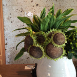 bills - 