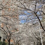 六本木 kappou ukai - さくら坂の桜は満開