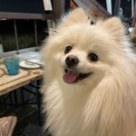 TOKIO フレンチ ルナティック - わんこOK