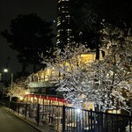 TOKIO フレンチ ルナティック - 夜桜が綺麗でした