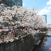 BISTRO FAVORI 代官山 - 目黒川の満開の桜です
