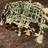 お好み焼き しらかわ - 