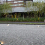 シュハリ カーサ - 