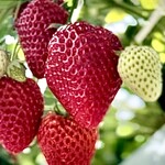 お陽様農園 - 『いちご狩り』