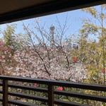 料亭 天王殿 - 桜も満開に ちょっと足りない？