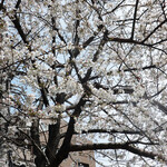 エビスエスクラッシコ - 駐車場の桜